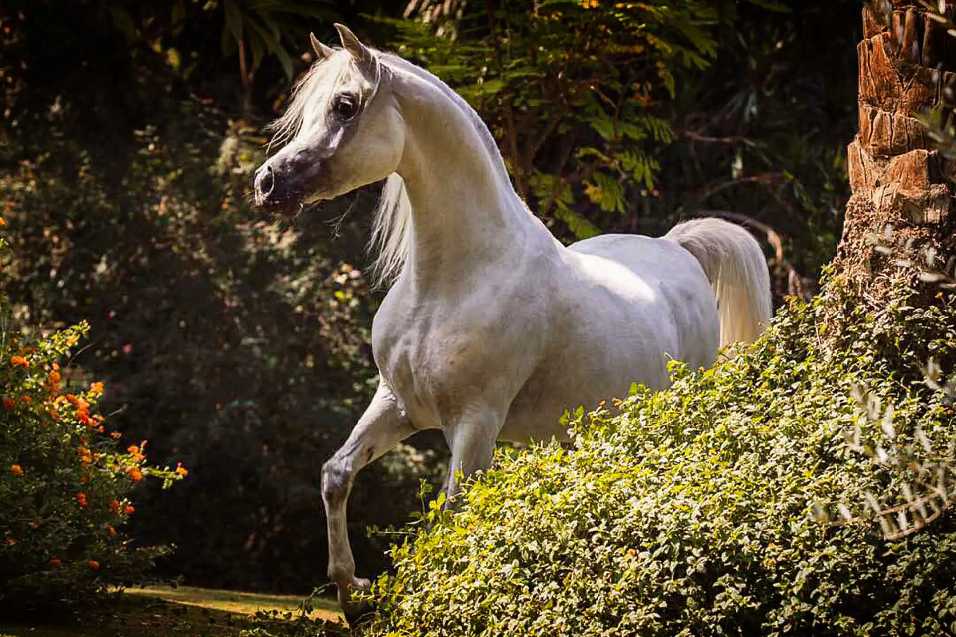Arayby Stud