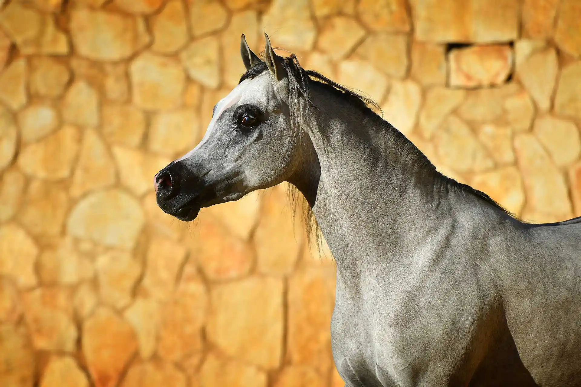 Arayby Stud