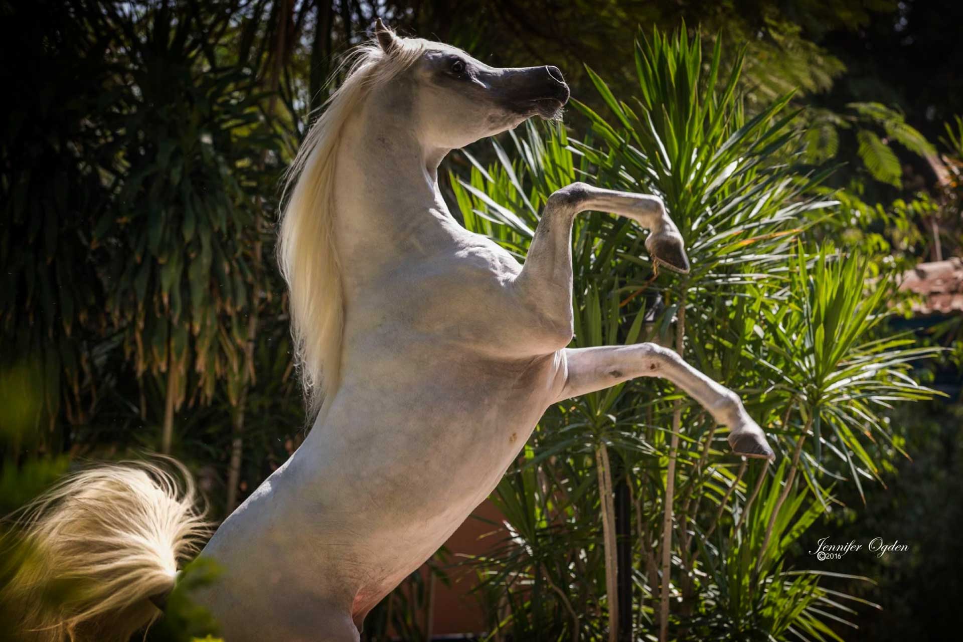 Arayby Stud