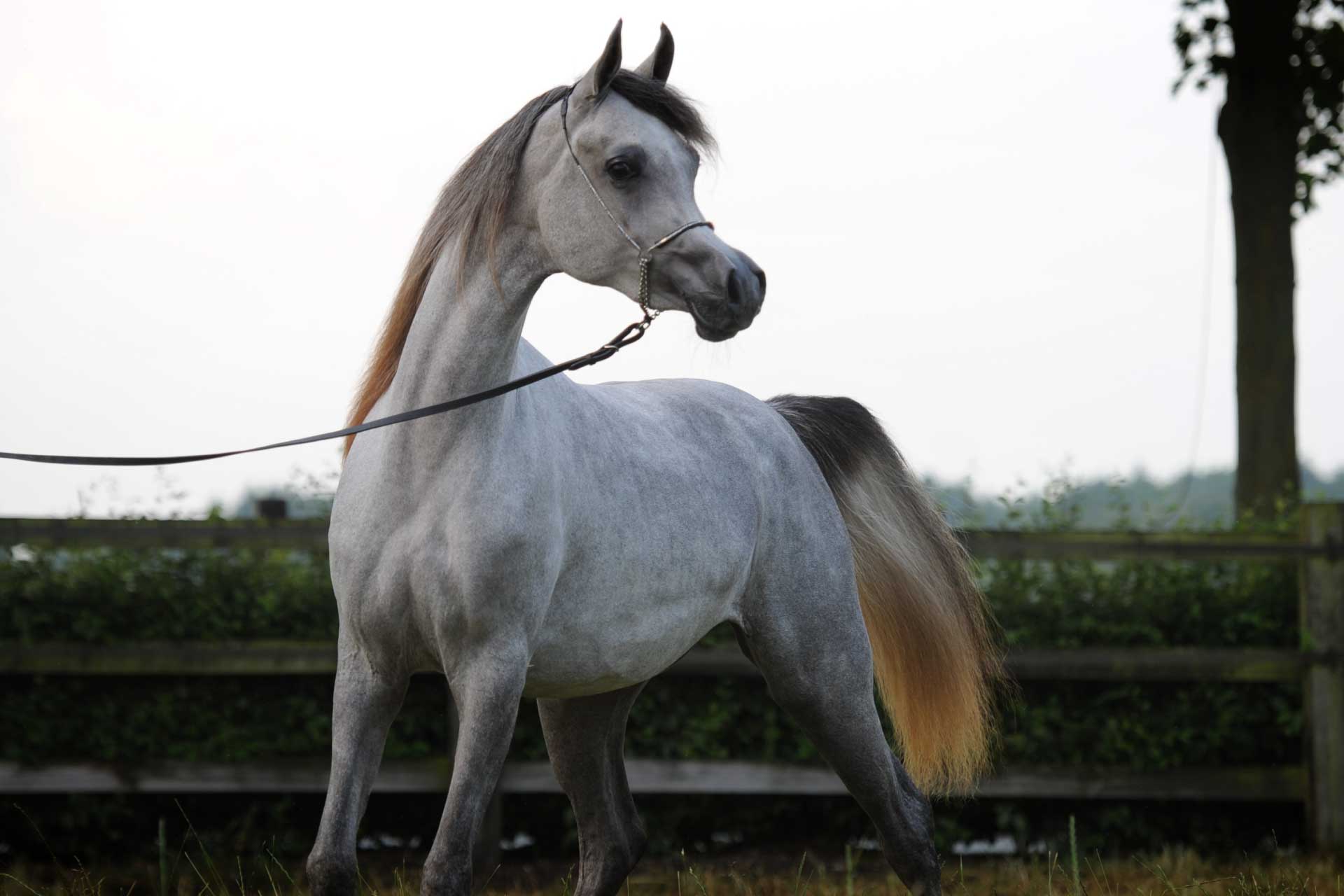 Arayby Stud