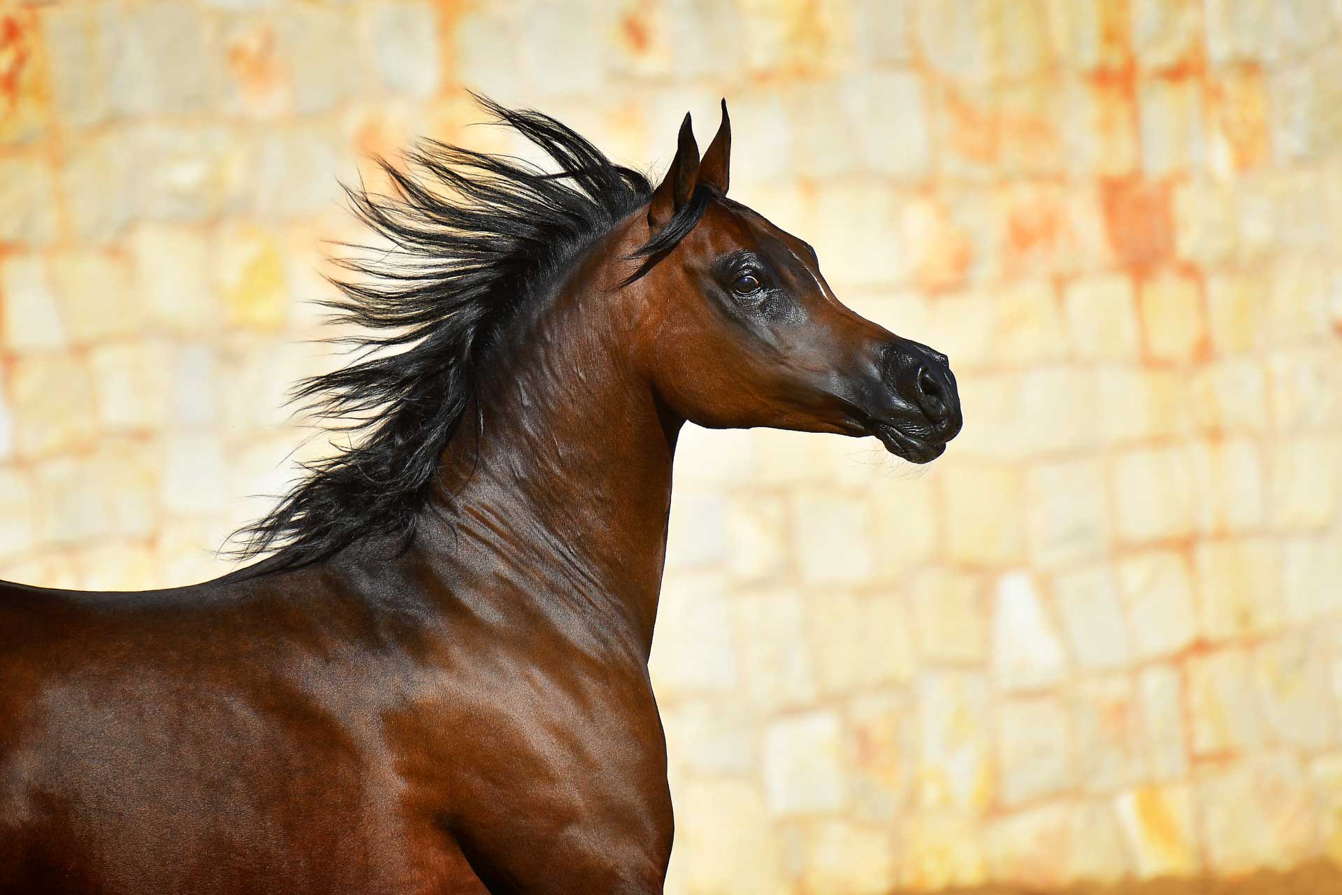 Arayby Stud