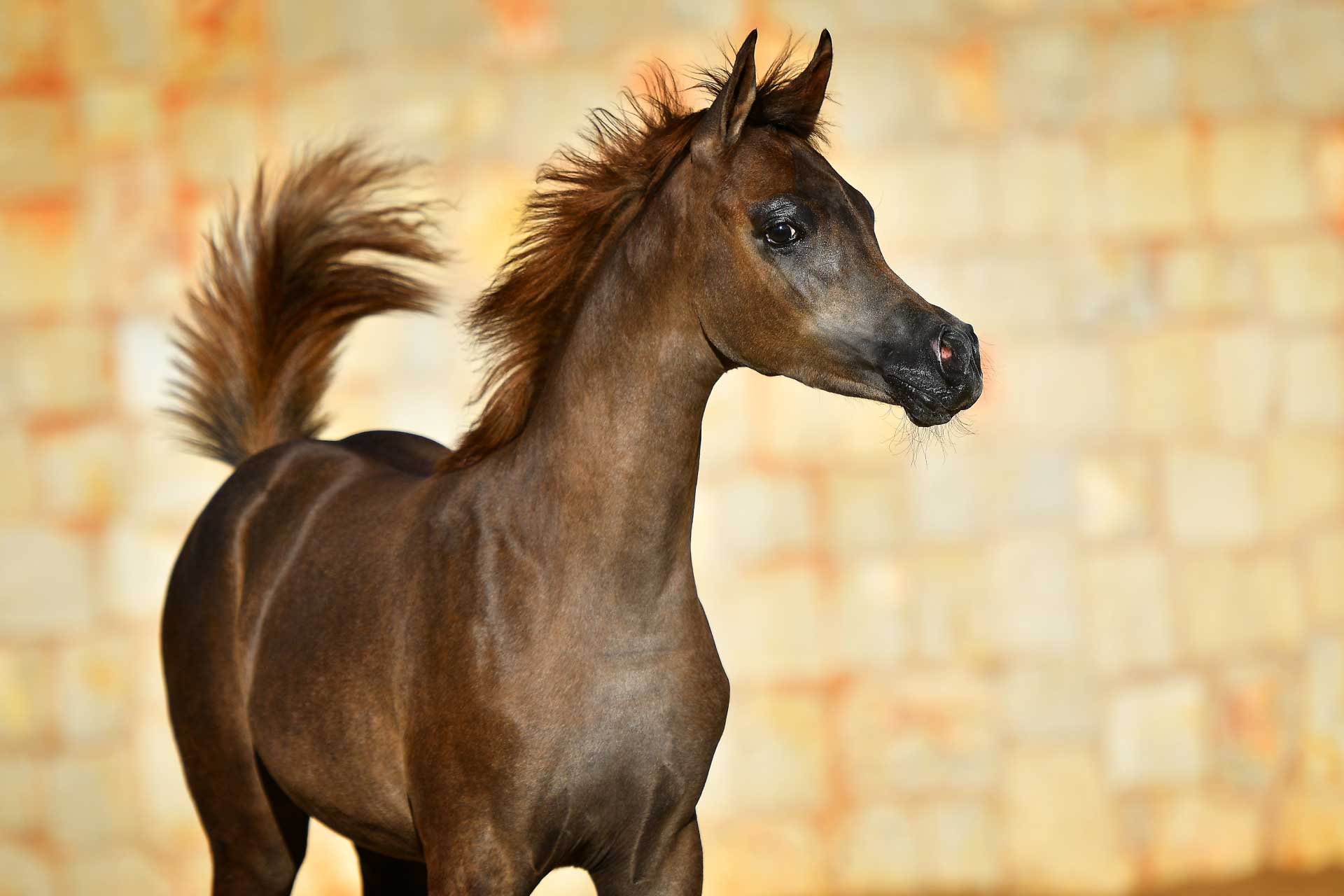 Arayby Stud