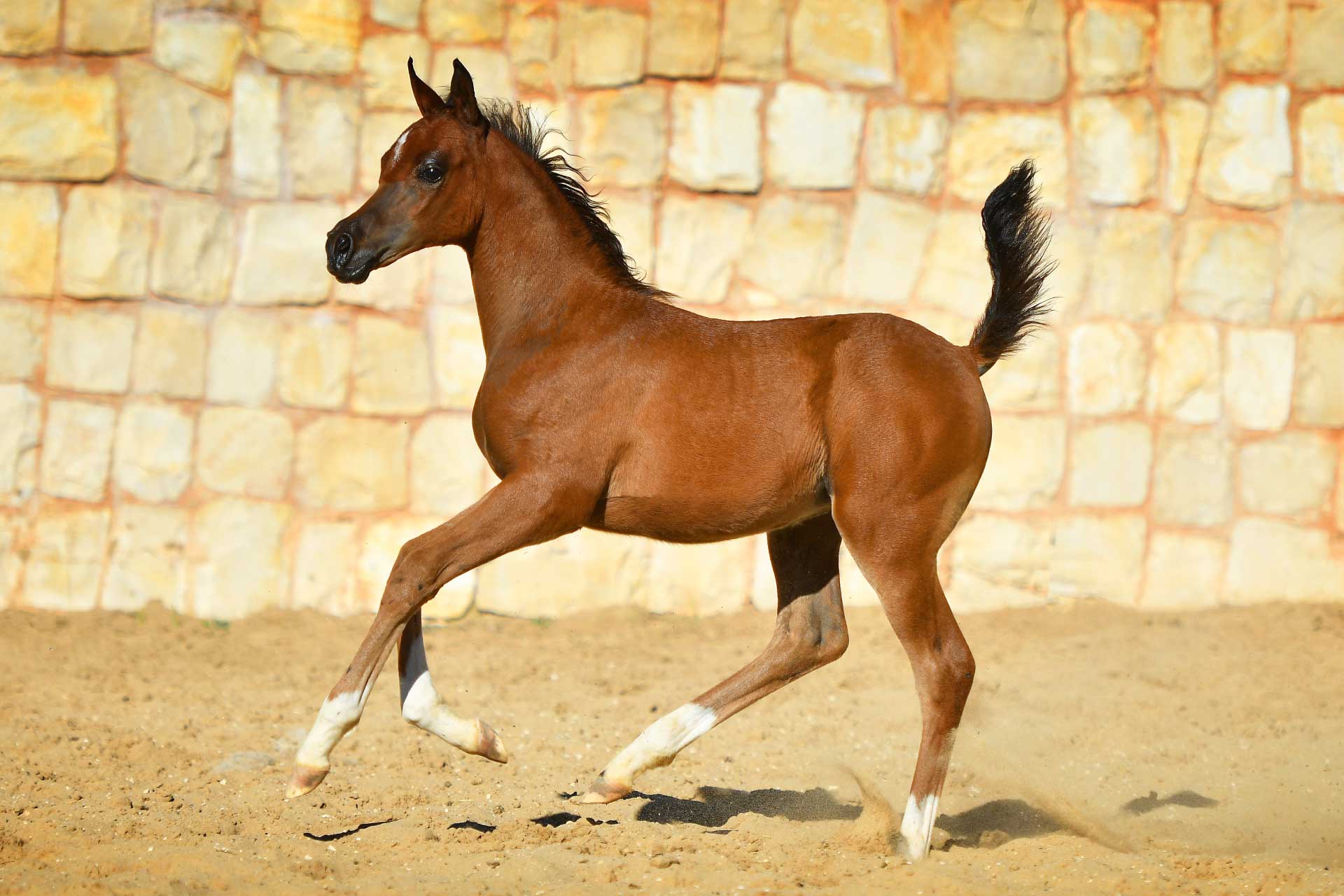 Arayby Stud