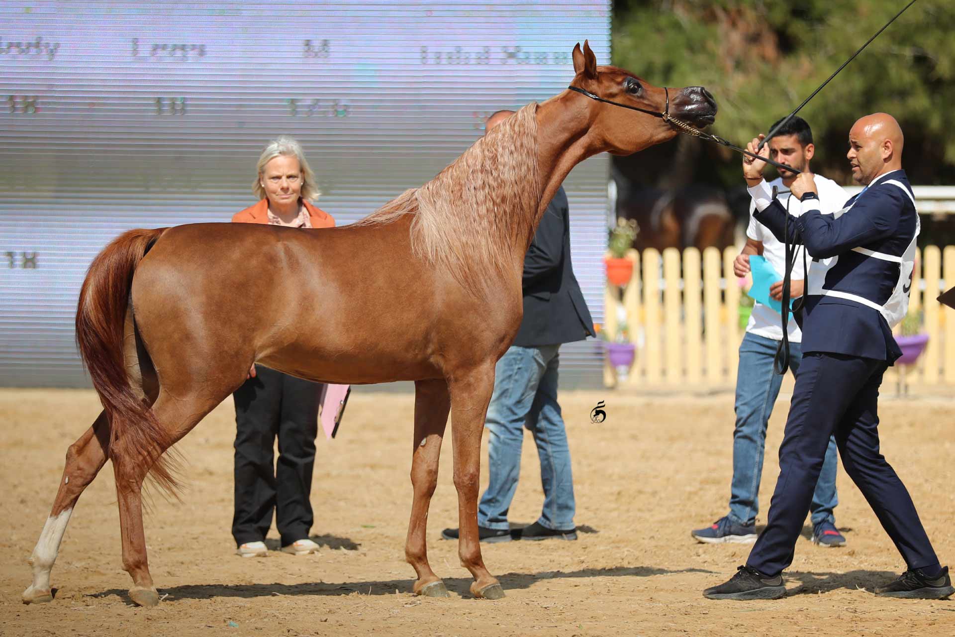Arayby Stud