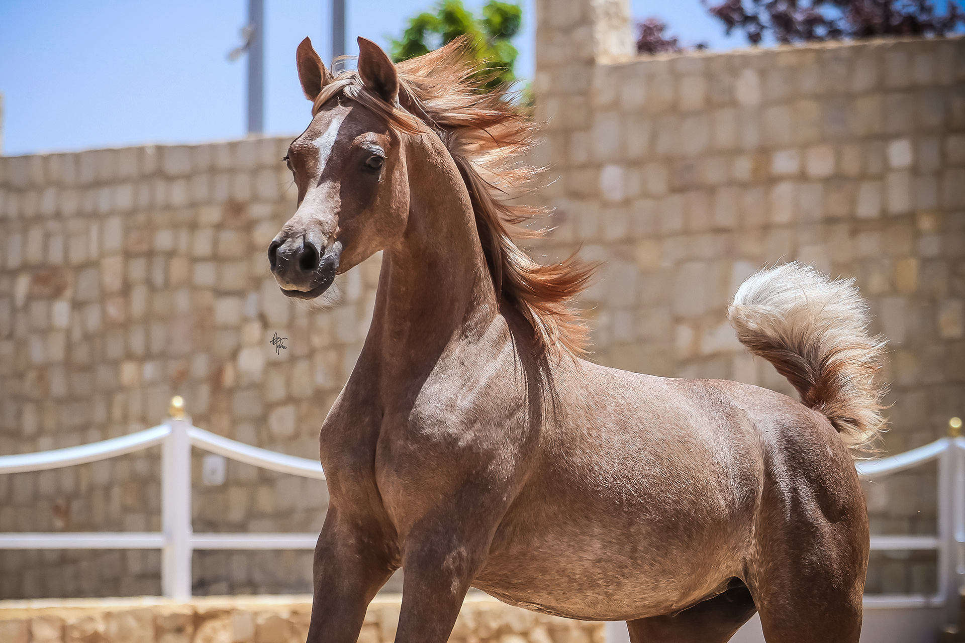 Arayby Stud