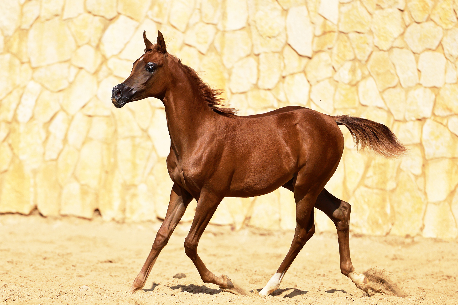 Arayby Stud
