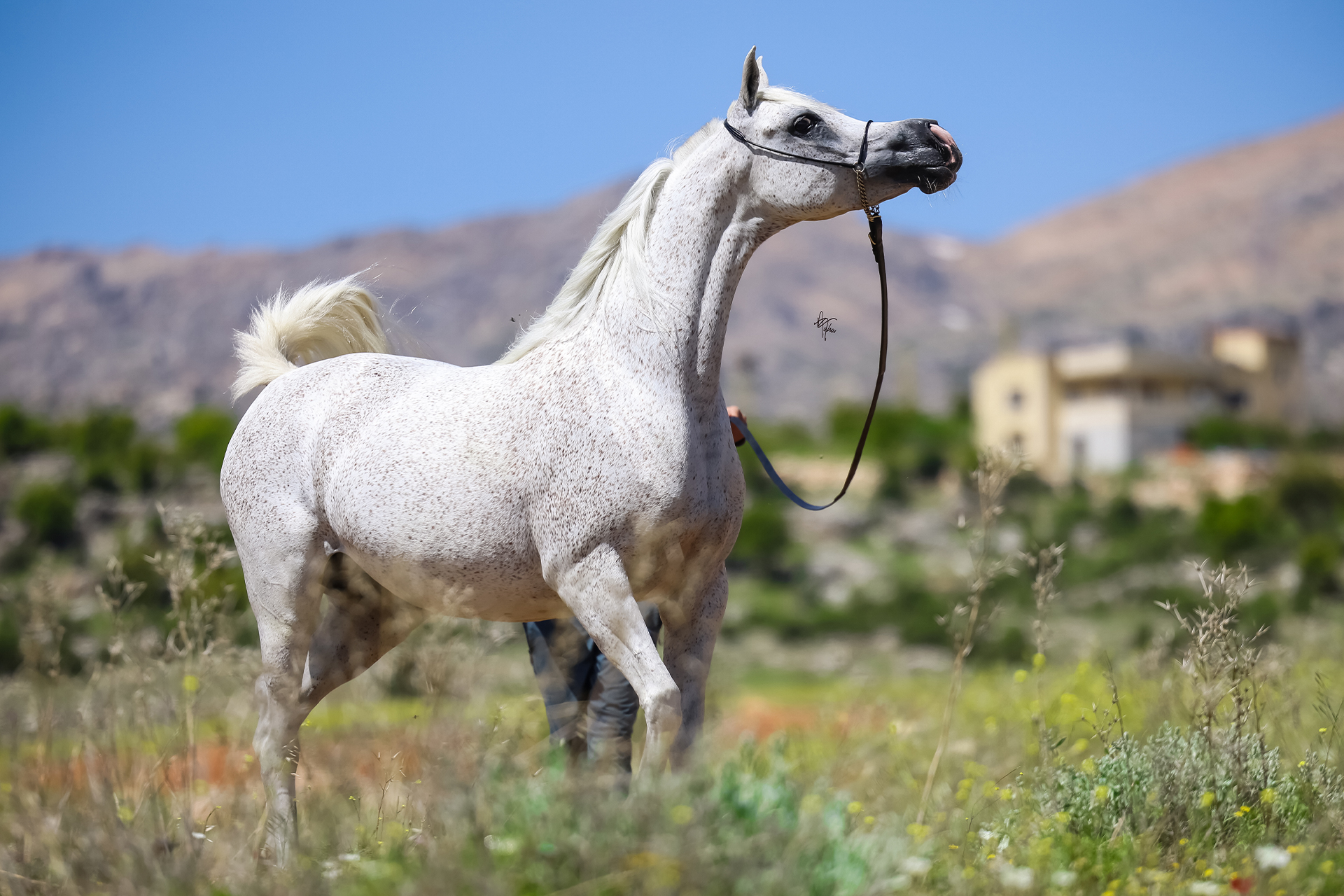 Arayby Stud