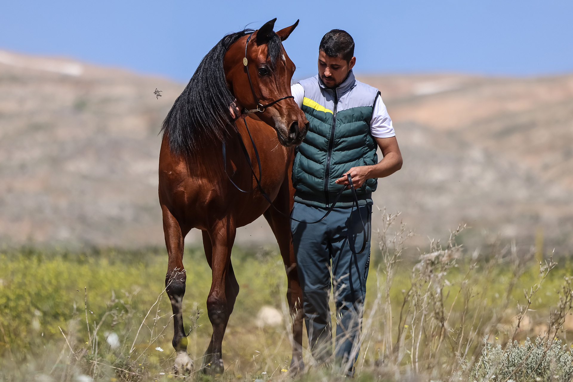 Arayby Stud