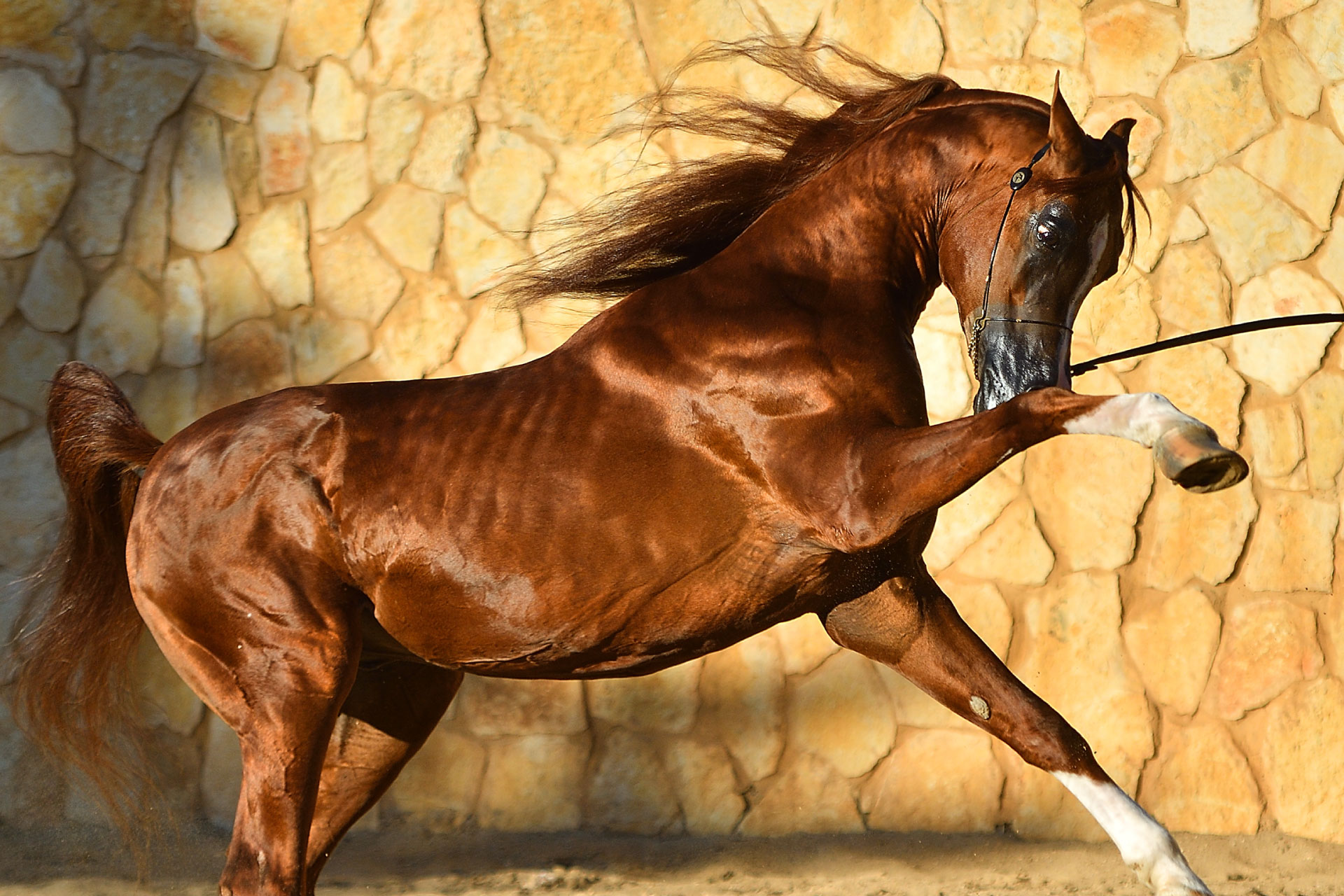 Arayby Stud