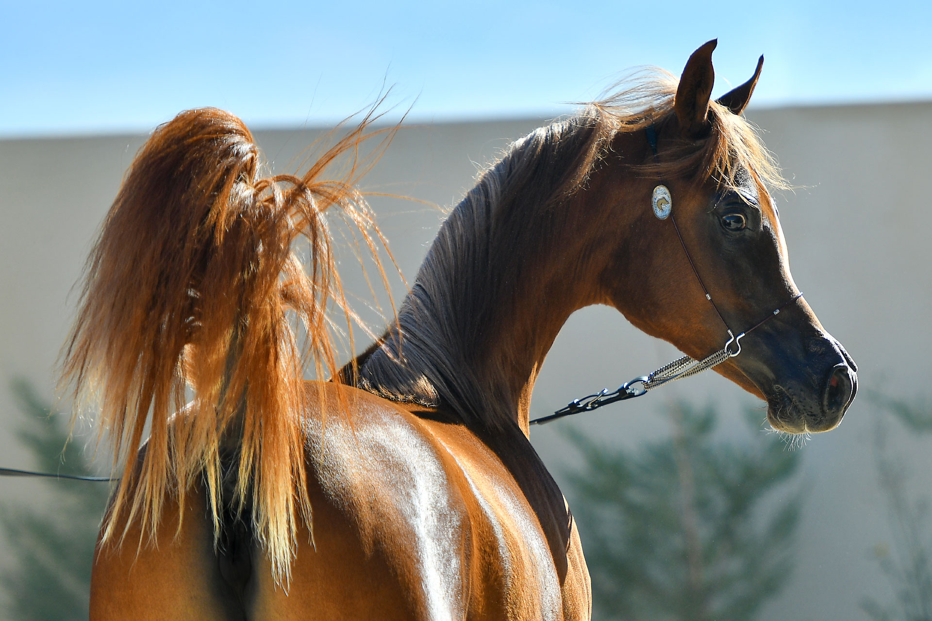 Arayby Stud