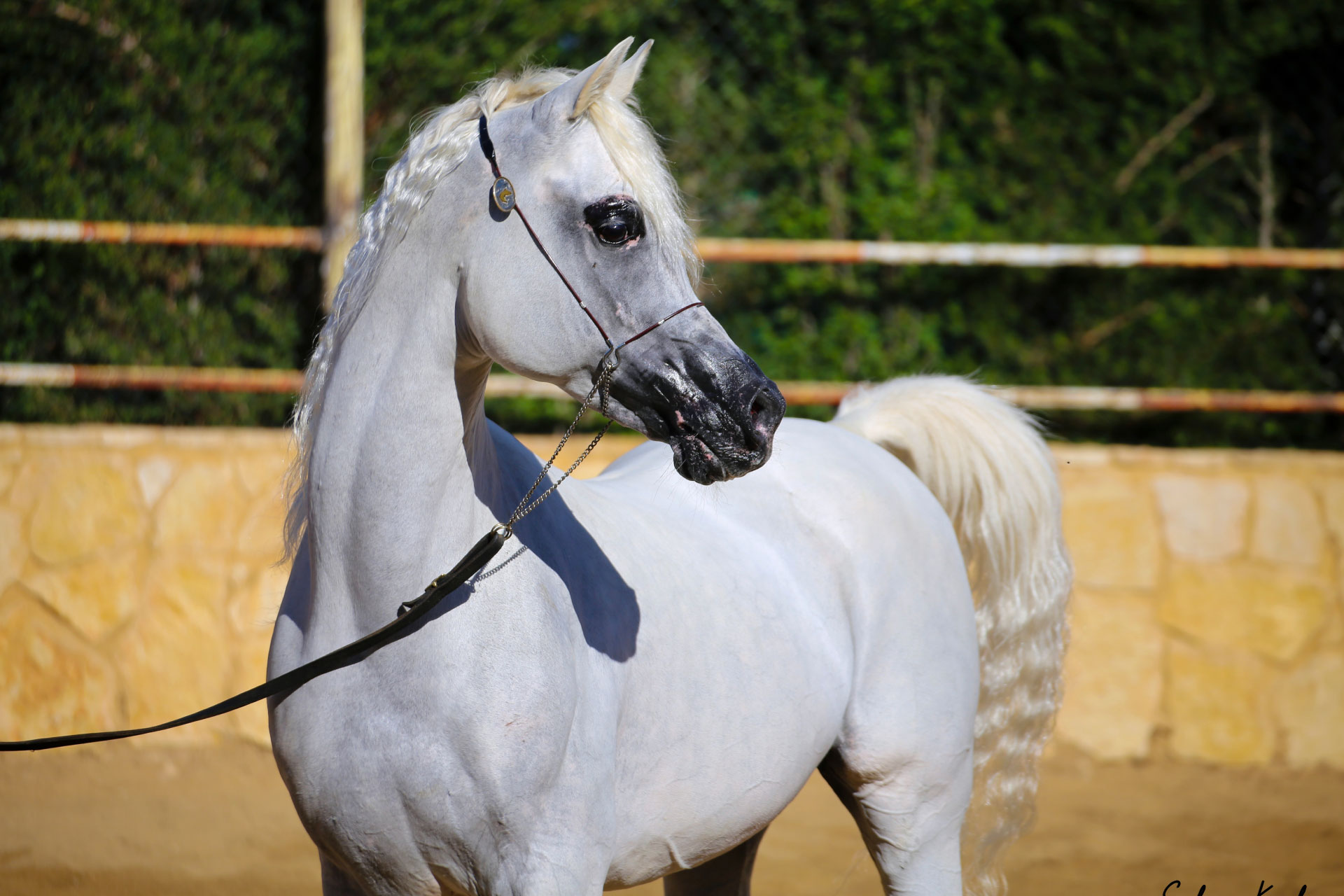 Arayby Stud